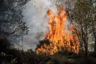 Tizi-Ouzou / des flammes de cinq mètres de hauteur continuent de grignoter la végétation