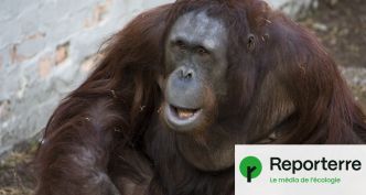 Un orang-outan fabrique sa propre pommade, du jamais-vu