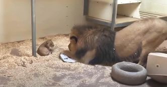 Découvrez l’émouvante histoire de Tobias, le Lion, et son petit : Une paternité touchante au zoo de Denver