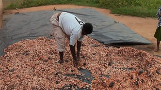 Côte d'Ivoire, la filière cacao face à la gestion opaque du clan Ouattara