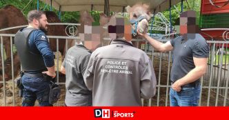 Les animaux du cirque Armanzo contrôlés par la zone de police Hesbaye et la Région wallonne, à Waremme: "Tout est en ordre"