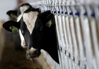 Le Canada renforce les exigences en matière d'importation de bovins de reproduction américains en raison des inquiétudes suscitées par la grippe aviaire