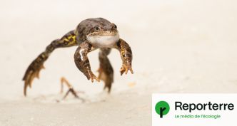 Dans les Alpes, la grenouille rousse ne grimpe pas assez vite pour survivre