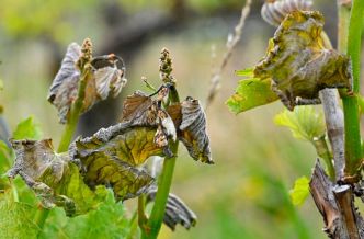 "C'est un coup dur" : dans cette commune du Puy-de-Dôme, le gel ravage à nouveau les vignes