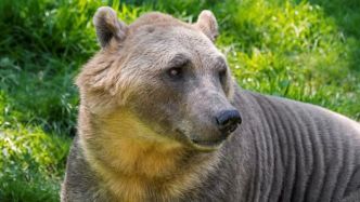 Connaissez-vous le pizzly, cet étrange animal hybride, croisement d’un grizzly et un ours polaire ?