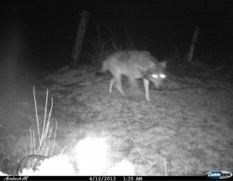 France: La présence d’un loup en Ardèche est confirmé