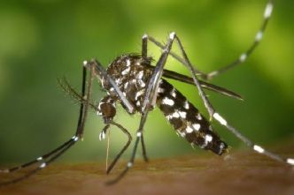 Paludisme : Une baisse des cas au premier trimestre 2024 mais une situation toujours préoccupante