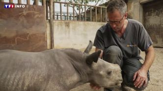 "En un dixième de seconde, tout peut basculer" : le quotidien hors norme des vétérinaires de la faune sauvage | TF1 INFO