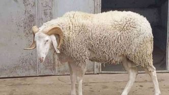 Tunisie / des Tunisiens réduits à faire semblant d'avoir acheté un mouton pour l'Aïd