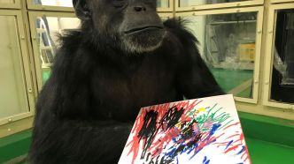 Certains singes dessinent, et n'allez surtout pas dire qu'ils font n'importe quoi