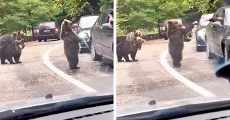 Un ours s’approche d’une voiture bloquée dans les embouteillages et fait un « Salut » au conducteur
