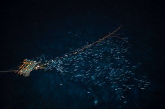 Bataille autour des DCP, ces dispositifs de pêche au thon qui dérivent dans l'océan Indien