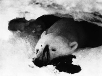 Dans l’œil de Lars Dyrendom : les ours polaires, victimes de la colonisation