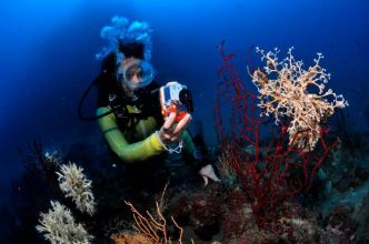 Découvrez les fonds sous-marins de Roquebrune-Cap-Martin grâce au concours de photographies le Trophée bleu