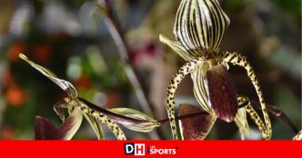 Le seul producteur d'orchidées de Wallonie, la "fleur reine" aux 35.000 espèces, est installé à Ham-sur-Heure-Nalinnes