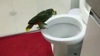 Un perroquet qui chante aux toilettes