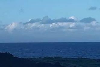 Une baleine à bosse observée au large de Sainte-Rose, la saison 2024 est lancée à La Réunion