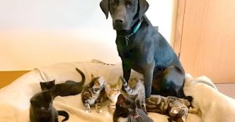 Bertie et les chatons : Un récit émouvant de solidarité animale au refuge Battersea
