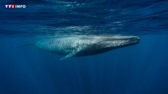 Les baleines de plus en plus nombreuses dans l'océan Austral, selon des scientifiques | TF1 INFO