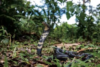 Les serpents venimeux pourraient se déplacer en masse à cause du changement climatique