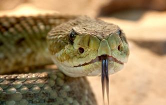 Réchauffement climatique : De nombreux serpents venimeux vont devoir migrer, des milliers de décès à prévoir ?