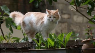 Côte-d'Or : l'« empoisonneur de chats » fait-il son retour à Lechâtelet ?