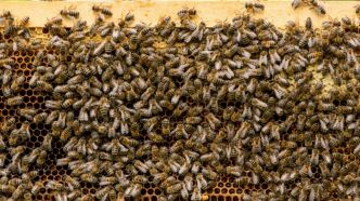 Stupeur sur l'A7, des milliers d'abeilles envahissent l'autoroute suite à un accident pas banal