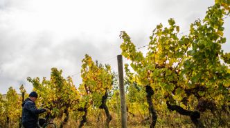 La grêle a détruit environ 2 000 hectares du vignoble de Bergerac