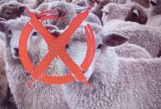 Alerte aux arnaques : vigilance accrue pour l’achat des moutons de l’Aïd sur les réseaux sociaux