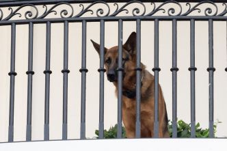 États-Unis: Une gouverneure demande que le chien des Biden soit mis à mort