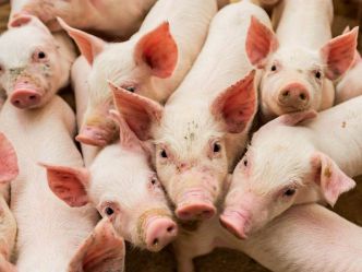 Lobby du Porc en Bretagne. Une enquête dévoilent les liens qu'entretiennent les principaux acteurs et les structures qui le dirigent