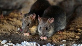 A cause des fortes pluies : Danger : les rats prolifèrent dans toute l'île et les cas de leptospirose battent des records