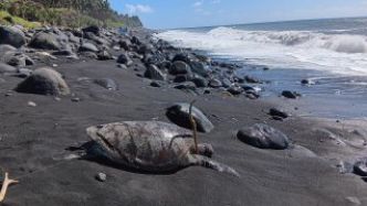 A Champ Borne : Saint-André : une tortue marine découverte morte sur le rivage