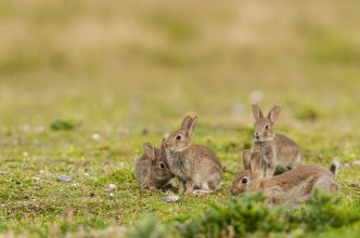 Invasion de lapins de garenne dans l’Hérault: Le préfet lui-même supervise une vaste opération de régulation !