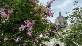 Marseille : à la Joliette, ces faux pétales roses qui finissent dans la mer... et qui font polémique
