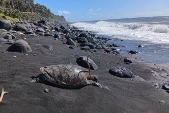 Saint-André : une tortue retrouvée morte sur le rivage à Champ Borne