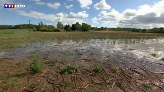 REPORTAGE - "C'est une catastrophe" : des récoltes endommagées par la grêle dans le Lot-et-Garonne | TF1 INFO