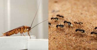 La pire odeur naturelle que les cafards et les fourmis ne supportent pas du tout