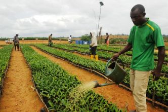 Agriculture : 200 postes budgétaires pour booster l'agriculture et l'élevage