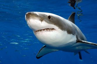 [Communiqué] Le Centre Sécurité Requin rappelle qu'il convient de redoubler de prudence durant l'intersaison