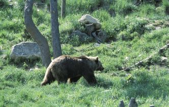 Pyrénées : Un ours se balade tranquillement aux abords des maisons d'un village d'Andorre
