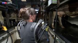 VIDÉO - "Je peux faire mon boulot sans souffrir" : quand les exosquelettes débarquent à la ferme | TF1 INFO