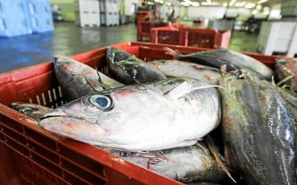 Pêche au thon : gros remous autour des DCP, ces milliers de radeaux dérivants dans l'océan Indien
