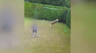 Des enfants filmés en train de maltraiter à mort un mouton, indignation en Belgique