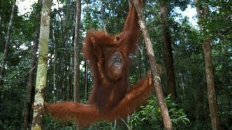 La Malaisie veut offrir des orangs-outans aux pays qui lui achètent de l'huile de palme