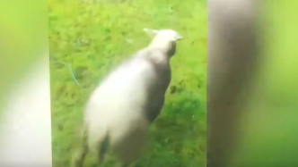 Des enfants maltraitent et tuent un mouton sous les yeux de leurs parents hilares, la vidéo fait scandale
