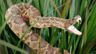 « Nous devons nous préparer » : le réchauffement climatique pourrait engendrer une vaste migration de serpents dangereux