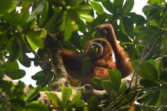 La Malaisie veut s'essayer à la "diplomatie de l'orang-outan"