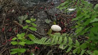 Belgique : un œuf de flamant rose découvert au parc Bellewaerde