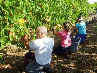 La Charente recherche 400 saisonniers pour travailler dans les vignes en juin